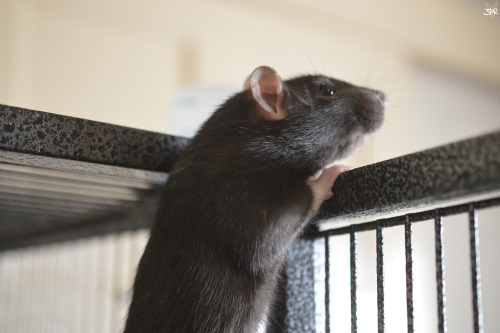 3milysrats:Sable is just so gorgeous @_@ would it be crazy of me to have 12 rats??If you’v