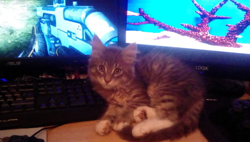 hi this is my kitten Paddington who is 12 weeks on thursday and he LOVES watching me play games - he