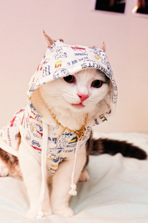 blogs-of-kats:  KittenLover