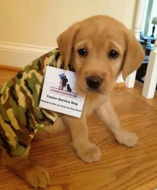 thecutestofthecute:Future service/guide dogs porn pictures