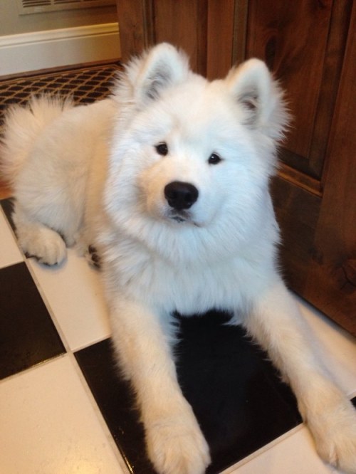 19 Samoyeds Who Will Warm Your Freezing Cold Wintery Heart http://bzfd.it/1ArFSuQ 