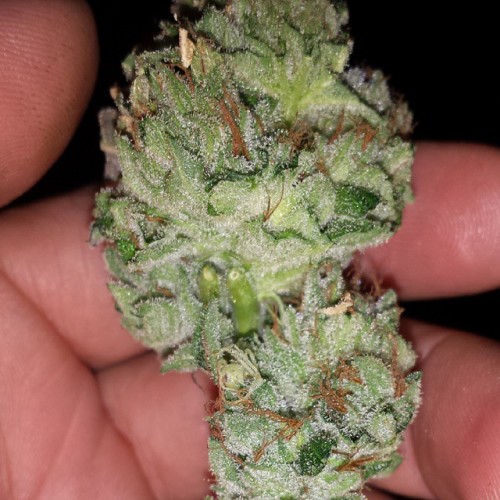 weedporndaily:  xgrowgang1x  