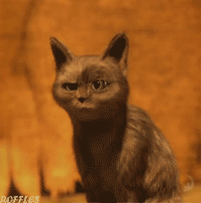 endless-fucking-love:  ksjdkfsdjhgkjsdhgkjshfdkjg  Gato qlooooooooooooooo sdfjksdhfgkjshjgksdhfkj Lo amo por la ctm *-* adflkadjsfklsjdfgklsjdfgkljsdflkjfdgjlkdfjdfsj Es tan lindo :c