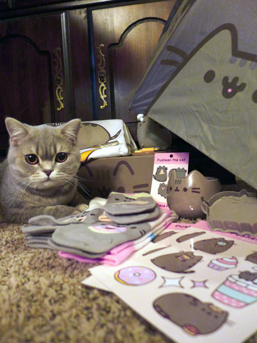 bebopbop:Opened my Pusheen Box and there was a REAL LIFE PUSHEEN INSIDE oh no wait, that’s just Gips