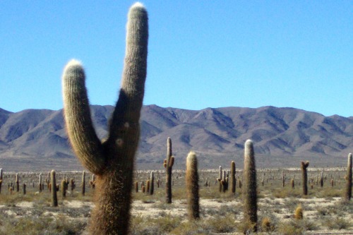 Cardones, Altiplano Near San Antonio de los Cobres, Prov. Salta, 2007.These cacti are on the high (a