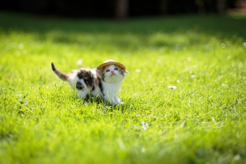 mel-cat: My first spring ( via Sergey Kosov )