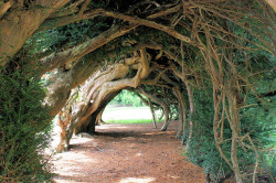 tostoptheworld:Aberglasney Yew Tunnel by Kev Bailey on Flickr.