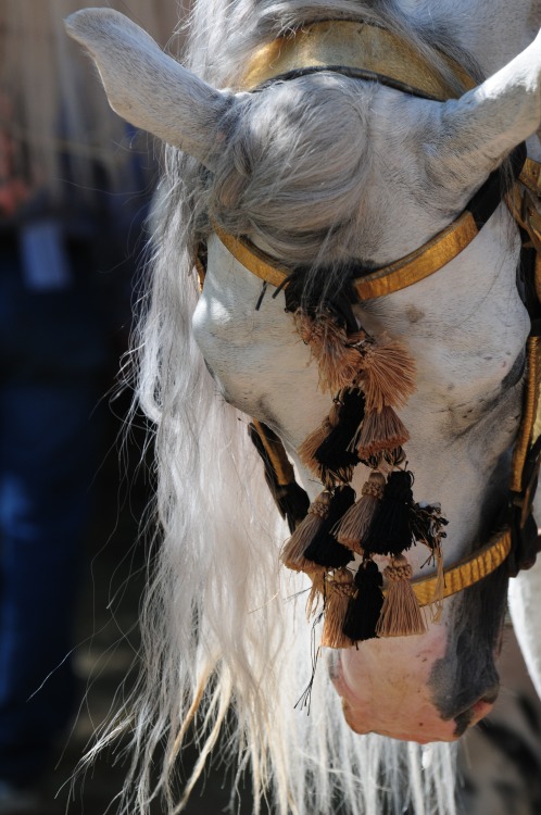 ladydressage:  Details… X