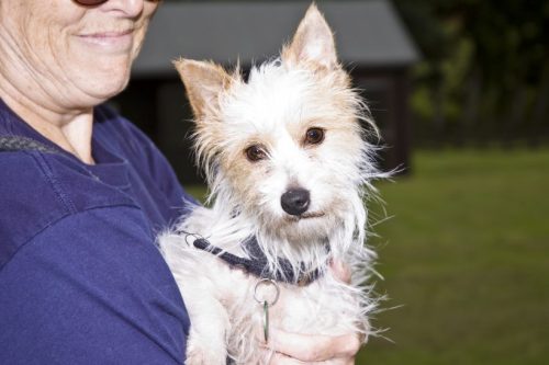 animalcharitiesuk: Dog of the Day Snowy, from RSPCA, Chesterfield &amp; North Derbyshire. Click 