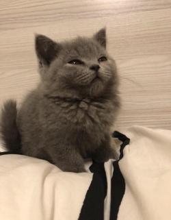 dawwwwfactory:  This kitten. Click here for more adorable animal pics!