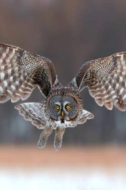 waasabi:  Low light flight by Ari Hazeghi