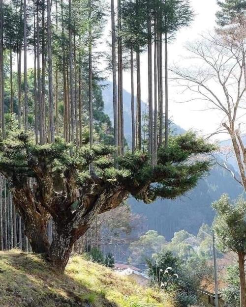blondebrainpower: The Japanese daisugi technique for growing trees started in the 14th century and h