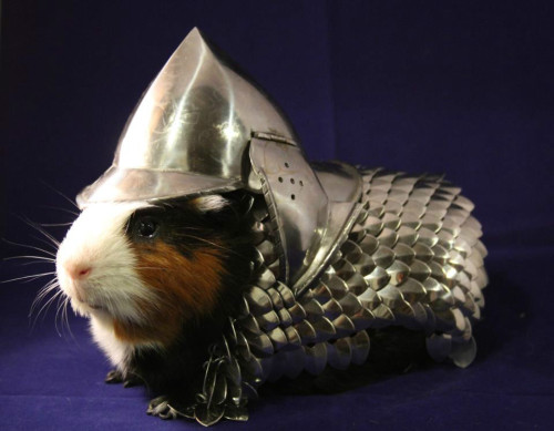 craziesunshine: Sir Pig of Guinea (via mightys0x on ebay)