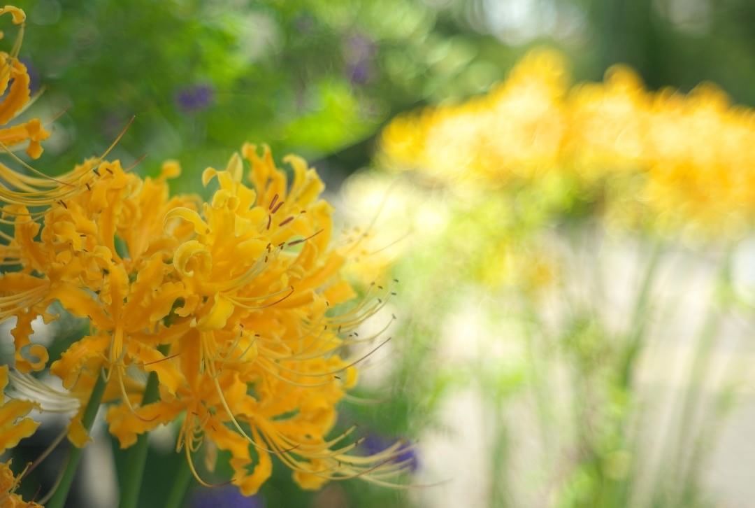 長居植物園に曼珠沙華を撮りに行ったんだけど、大阪市に暴風警報が発令されたとかで閉め出されてしまったwww
今は、「花と緑と自然の情報センター」（なんて長い名前や・・・）から入園するようになったのだが、ゲートの外側にも花は置いているので、
ちょこちょこ撮って来ました。
LEICA M8＋NIKKOR-H･C 1:2 f=5cm
#nagaibotanicalgarden #osaka #japan #leicam8 #leica #oldlens #長居植物園 #大阪 #オールドレンズ #ライカ...