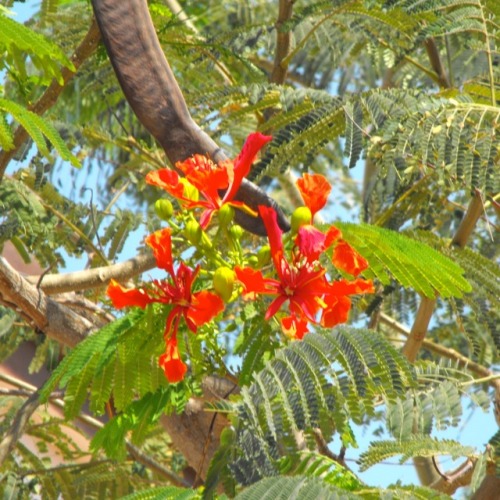 Flores de “Flame Tree” o “Coral Tree” (Erythrina spp.), Cabo San Lucas, Baja California Sur, 2009. S