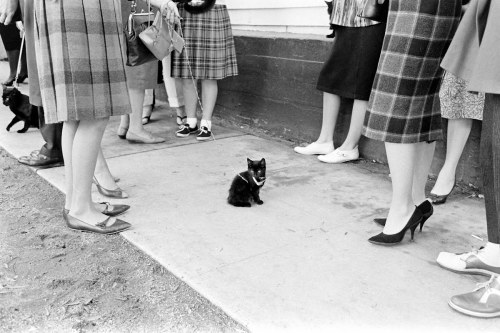 rose-of-pollux:soapstore:vi0lentmoreviolets:Black cats auditioning for the movie adaption of Edgar A