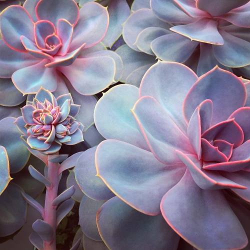 andantegrazioso - Succulent pink lining | justbeingcon