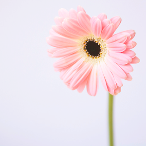 kiiseu:  Pastel pink flowers | 1 2 3 4 5 6 7 8 9 