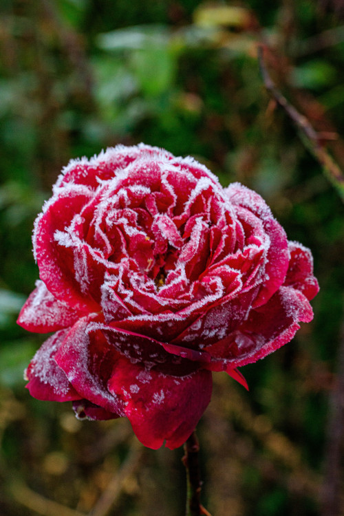 nature-hiking:Frosted rose 1-5/? - Zaltbommel, The Netherlands, November 2020photo by nature-hiking