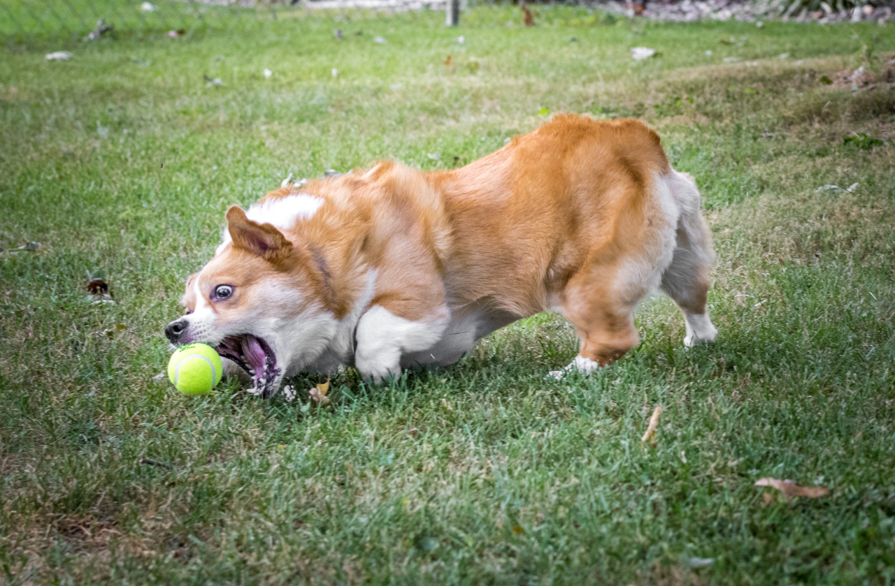 thefrogman:  Otis the Majestic Chaser of Balls. 