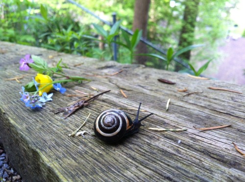 peaceful-moon:mouzeron:I gave this cute little shy snail some flowers.☮ nature aฏ๎๎๎๎๎๎๎๎๎๎๎๎๎๎๎๎๎๎๎