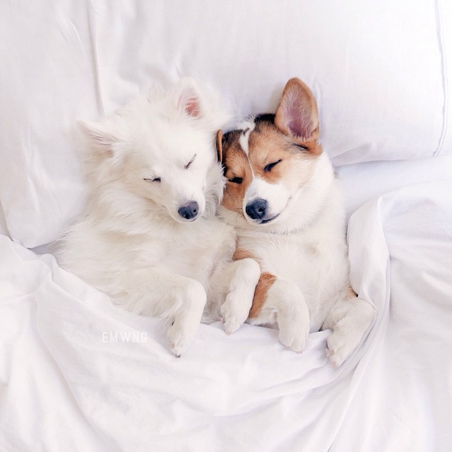 sortra:  Emily Wang’s Fluffy Friend Kokoro Will Make You Smile