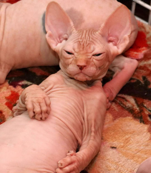 lolawashere:awesome-picz:Sphynx Cats Are Not As Photogenic As Other Cats.They’re