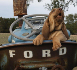 hounddogsrunning:  (via) 