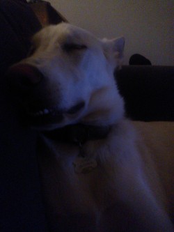 How She Fell Asleep Last Night On The Couch.