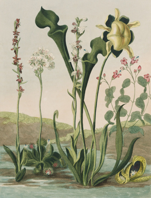 Curious American Bog-Plants. Temple of flora - Robert John Thornton - 1802 - via Beinecke Library