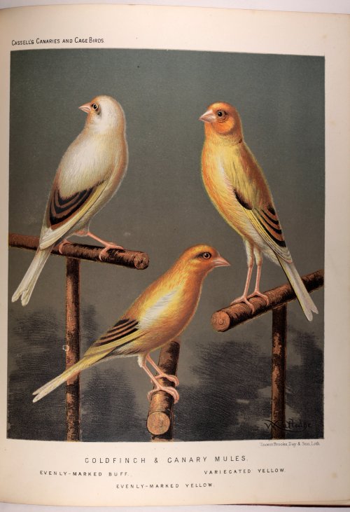 Canaries and Cage Birds - 19th century edition c188556 fine colour plates 