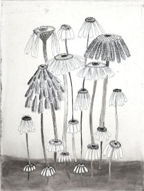 woundgallery