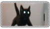 blackcat