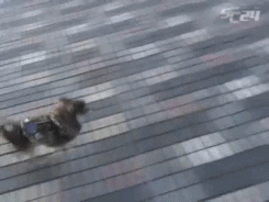 impossible-girl-maestro-deactiv:  Hitsugi cuddling with &amp; running away from