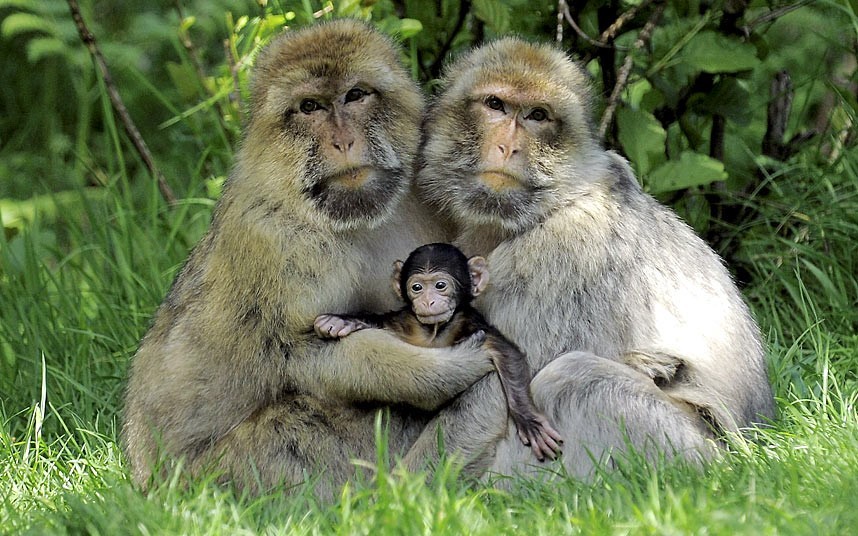 And baby makes three (Golden Snub-nose monkeys)