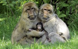 And Baby Makes Three (Golden Snub-Nose Monkeys)