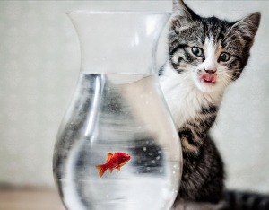 phototoartguy:  “ Tunaz! ” ☛ http://bit.ly/1Qwv2MH New Cute Photography from