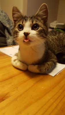 guy:  blep 