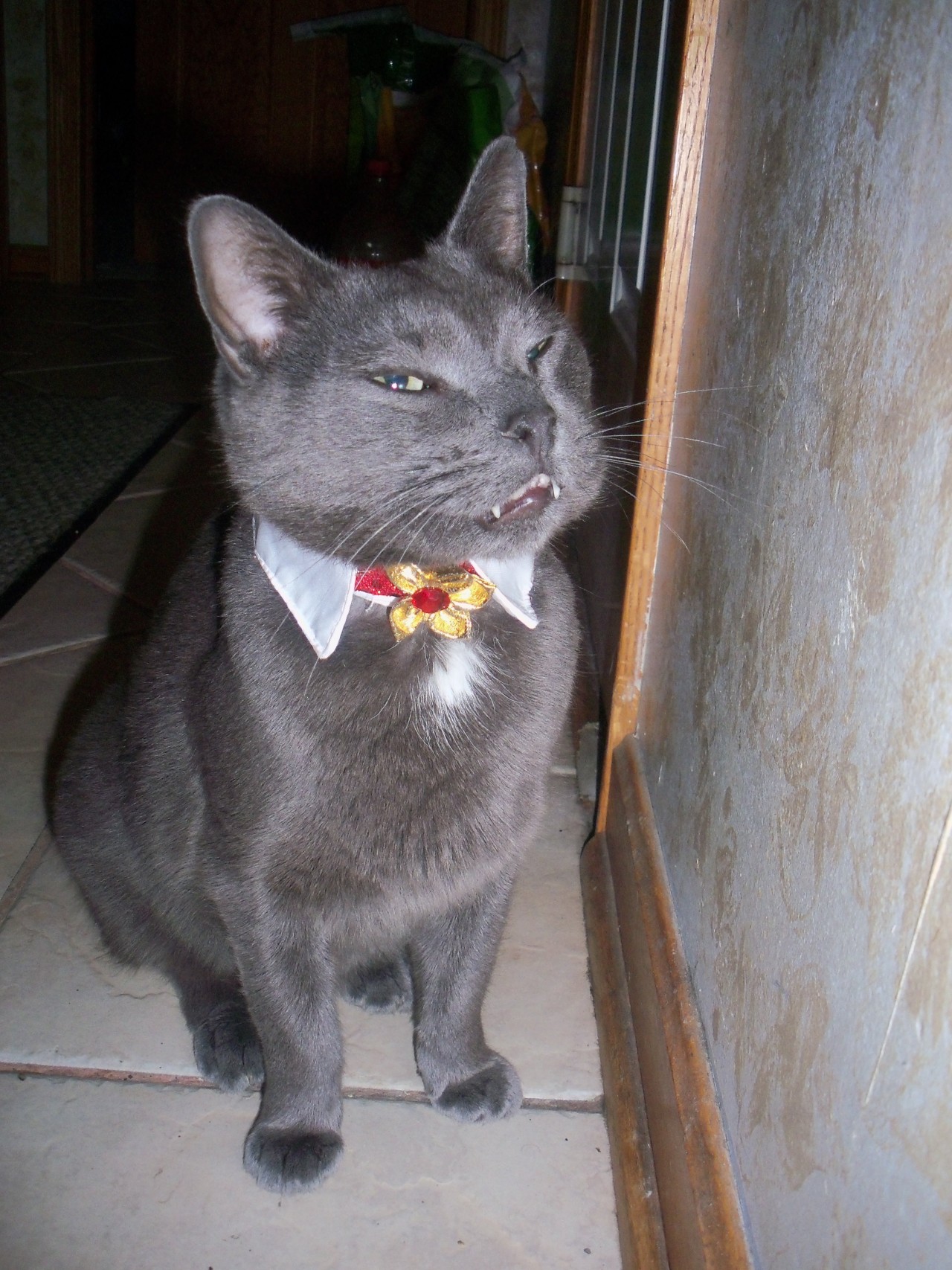 kittymudface:  My dashing vampire. 