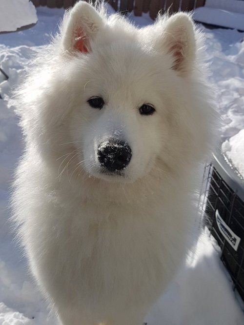 neothesamoyed:Fluffy boy