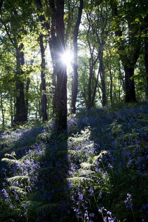 90377: Welsh bluebell wood by Andrew Kearton