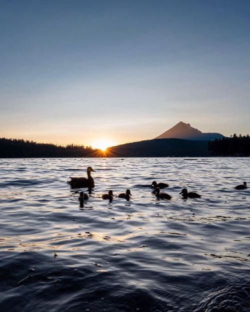 There are many families of ducks at Lake of the Woods. Very nice of them to come out and pose at sunset! That’s Mount McLoughlin in the background. ⠀
⠀
📷 Camera Info⠀
⁣⁣Shot on a @Panasonic @PanasonicUSA #LumixG9 and Leica 12-60mm f/2.8-4.0 lens...