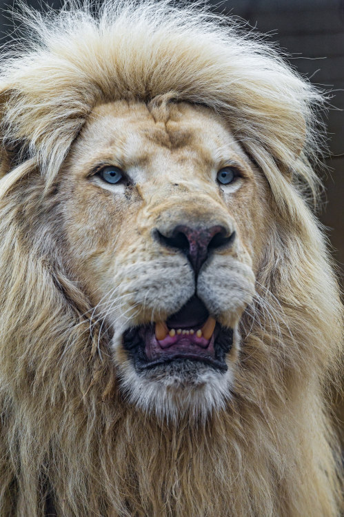 Bouba with open mouth par Tambako The JaguarVia Flickr :A nice portrait of Bouba with open mouth, he