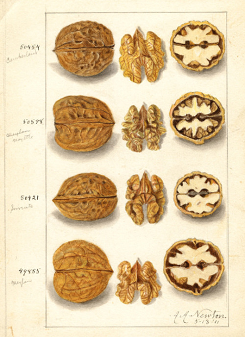 Amanda Almira Newton, Juglans, Walnuts, 1911. USDA Pomological Watercolor Collection. National Agric