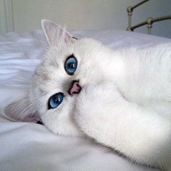 thesubkitten:  missharpersworld:  fancybroom:  Damn what eyeliner does she use  @thesubkitten - lookie!!   So beautiful - and yes if one could borrow an eyeliner …  @missharpersworld  This kitty is prettier than me&hellip;.