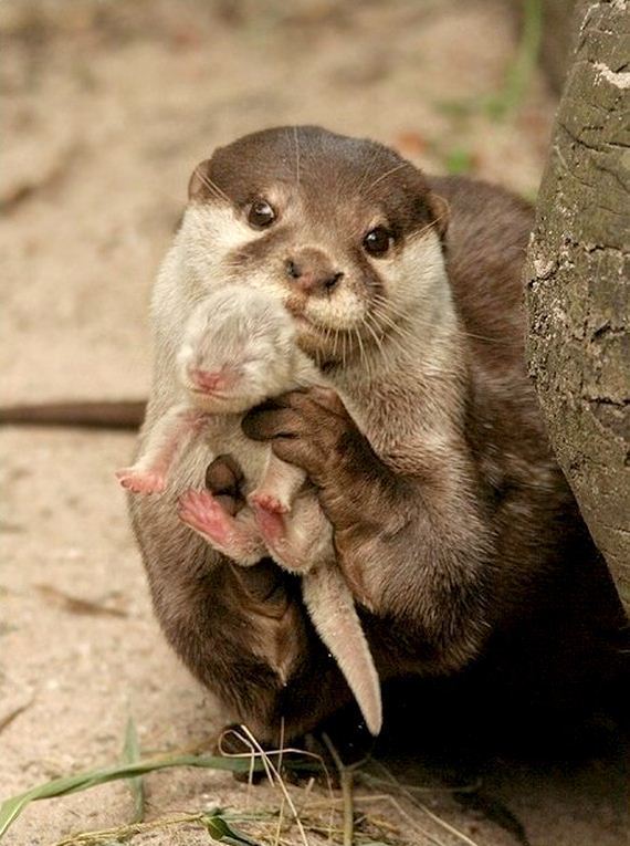 awwww-cute:  Look at my bb (Source: http://ift.tt/2nPXM8d)