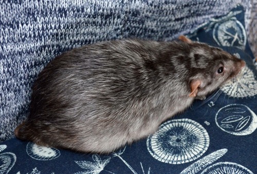 So I may be a hair biased but I find Silvermane to be the most stunning rat variety :) This is Ivar,