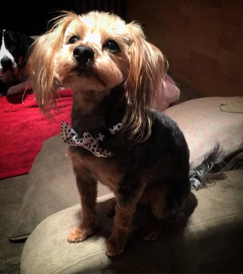 When your selfie lighting is perfect #yorkiesofinstagram #yorkie #coco #freshcut #bowtie #yorkiepoo 