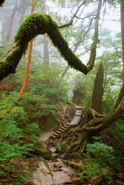 brutalgeneration:  Ancient forest of Yakushima