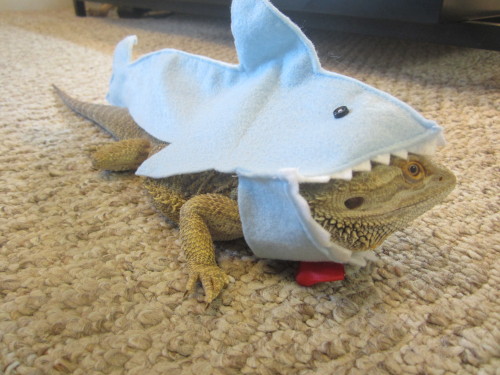 thingsonmydragon: shaaaaaaaaaaaaaark